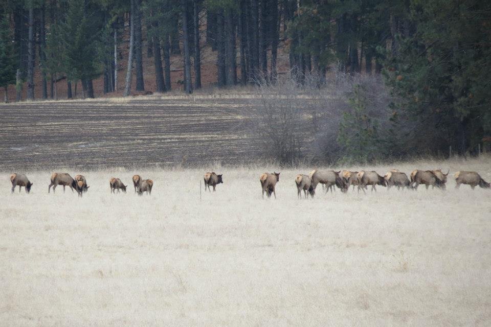 Donna Fladager's album, Lots of Wildlife