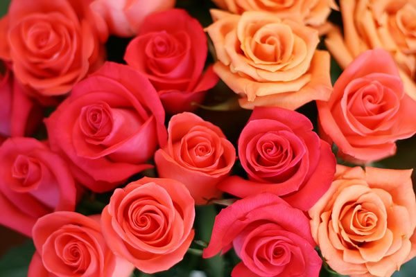 Joan Fewkes-Wise's album, Cover Photos