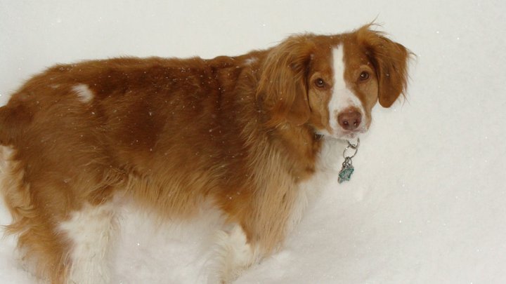 Gail Bates' album, Blizzard of 2011