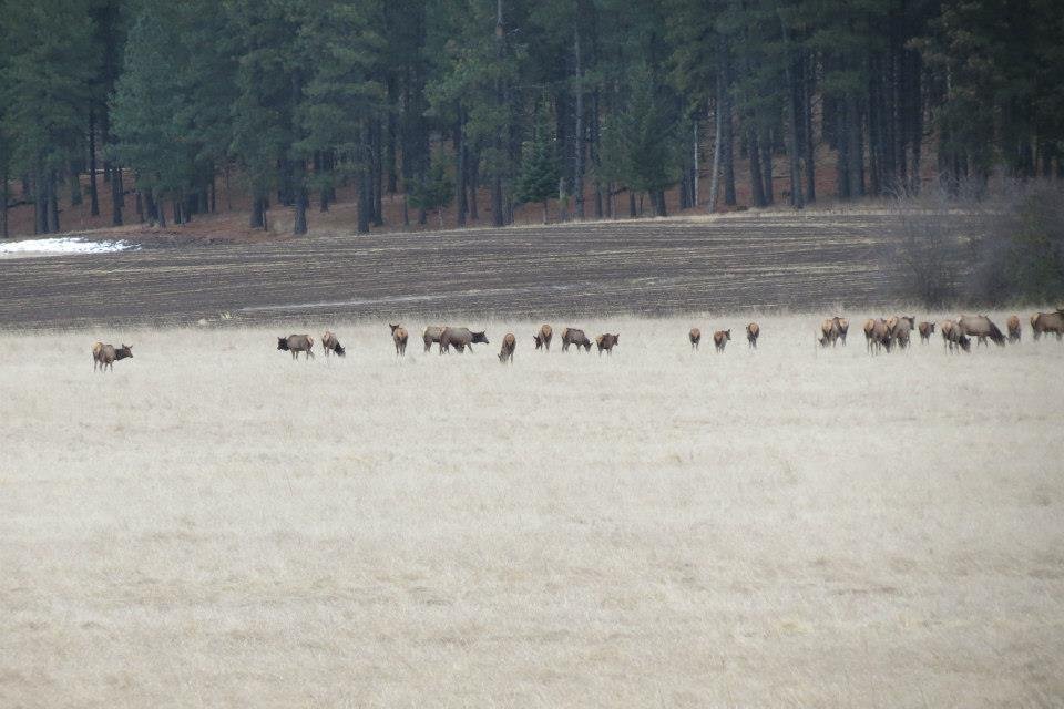 Donna Fladager's album, Lots of Wildlife