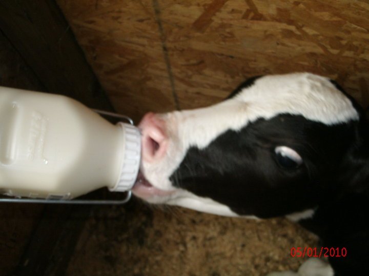 Michael Davis' album, First feeding