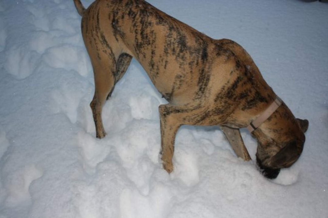 Brandy Krediet's album, The Snow of 2009