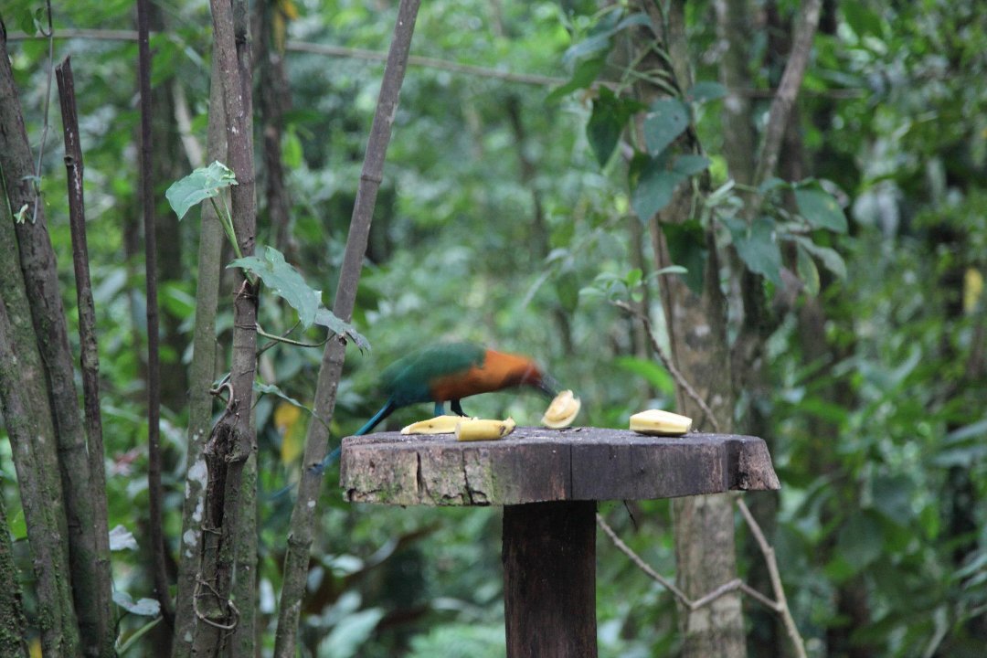 Mark Gorin's album, Bird we saw