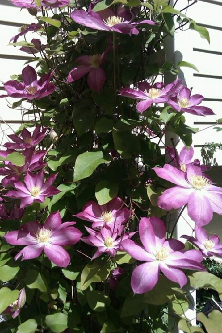 Cathy Carrillo's album, Mobile Uploads