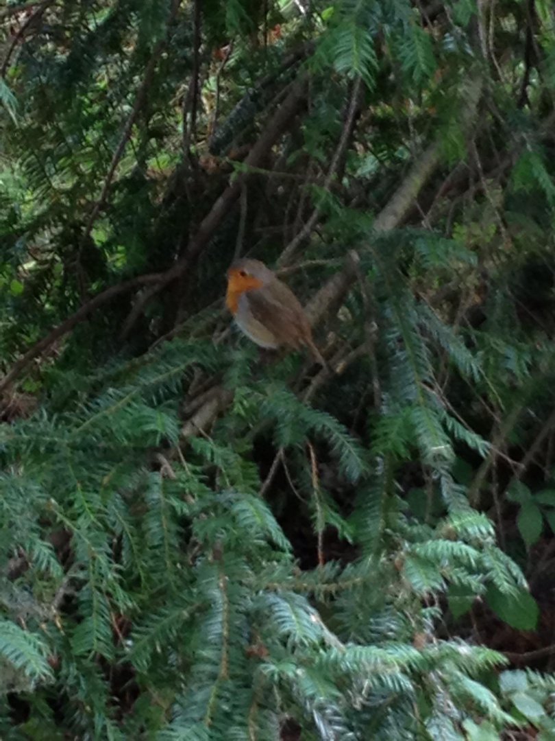 Thomas Atherton's album, IBird Photos