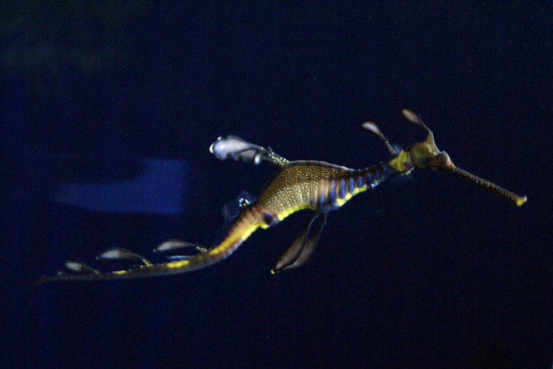 Mike Morris' album, Monterey Bay Aquarium