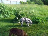 Joyce Edwards' album, My Pets