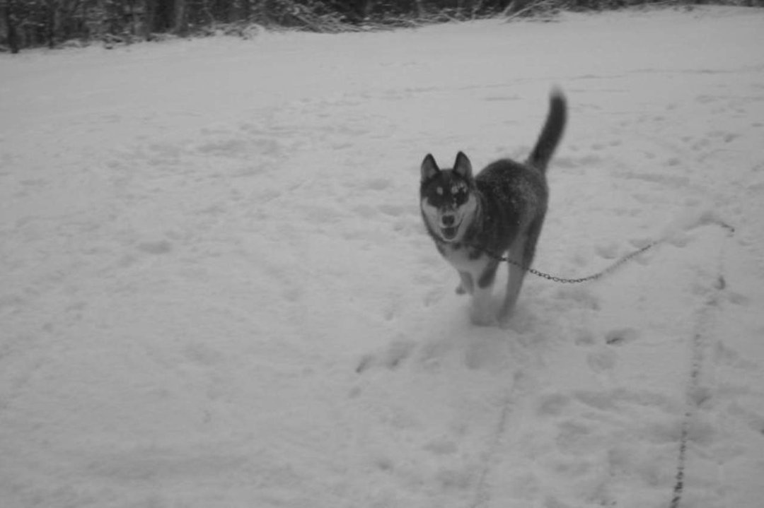Gail Bates' album, Husky Puppy