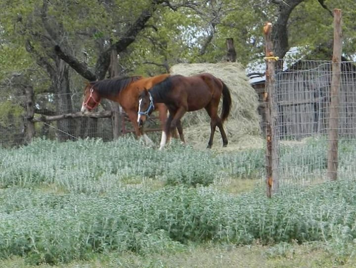 Melissa Voellinger's album, Bucky