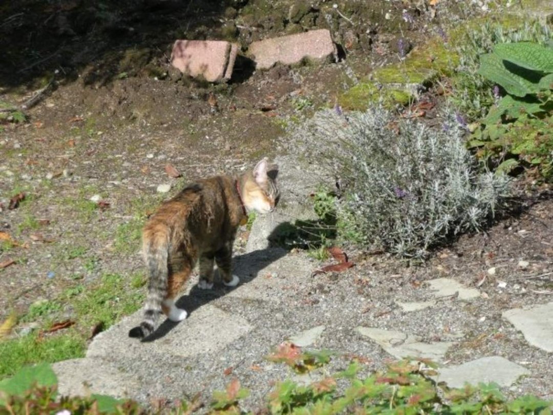 Dan Sivertsen's album, Z Cats
