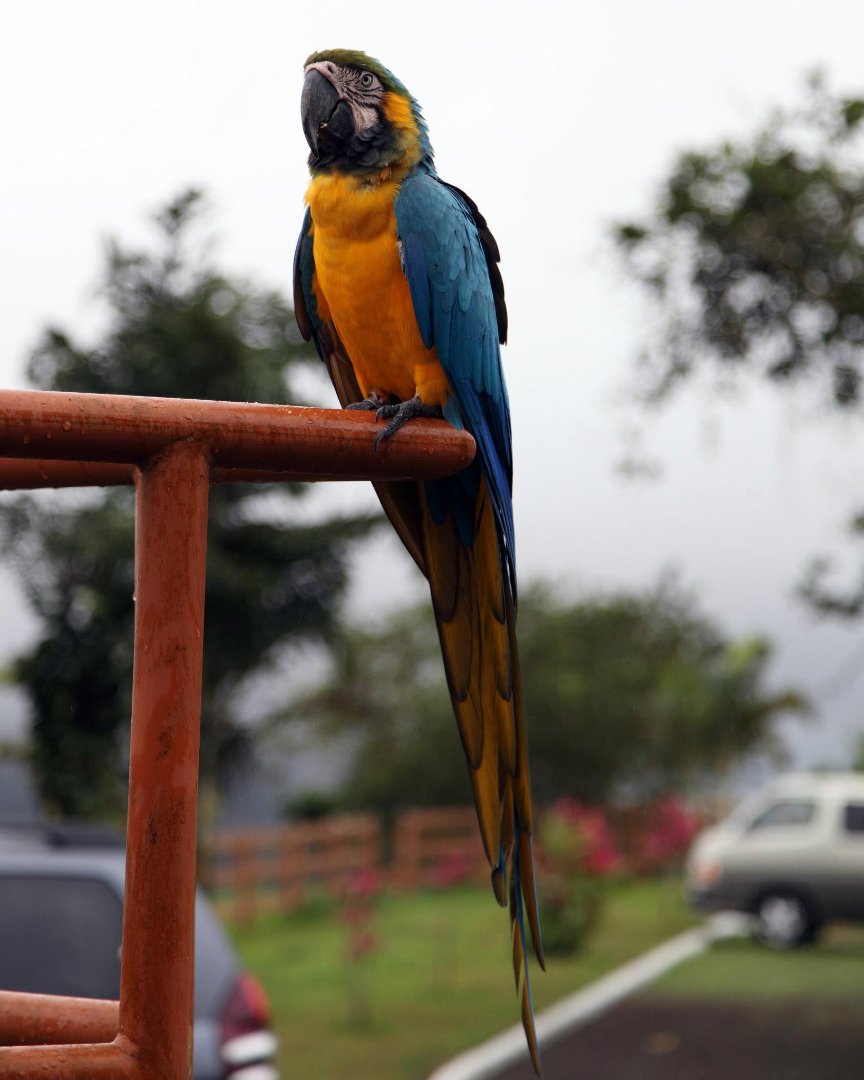 Mark Gorin's album, Bird we saw