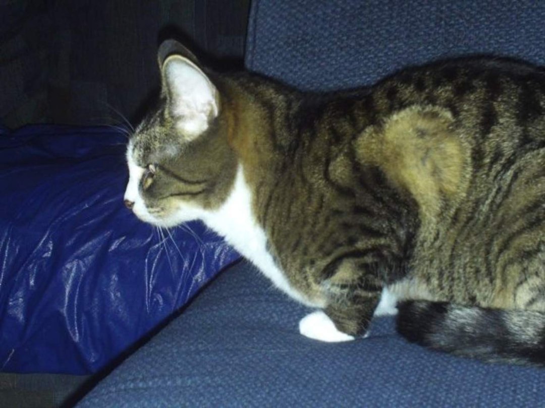 Robert Dunas' album, Molly