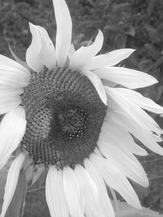 Cheri Capalbo's album, Cover Photos