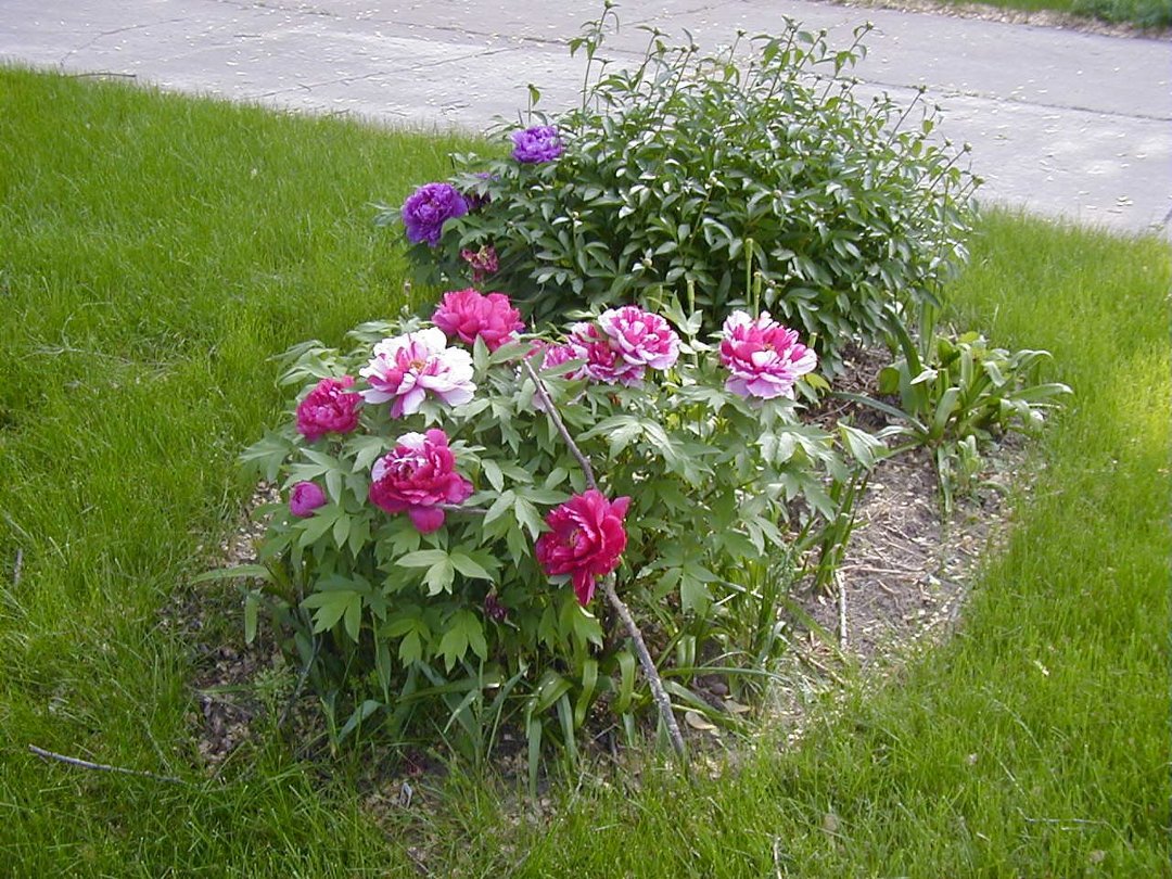 Ron Kopp's album, Peonies