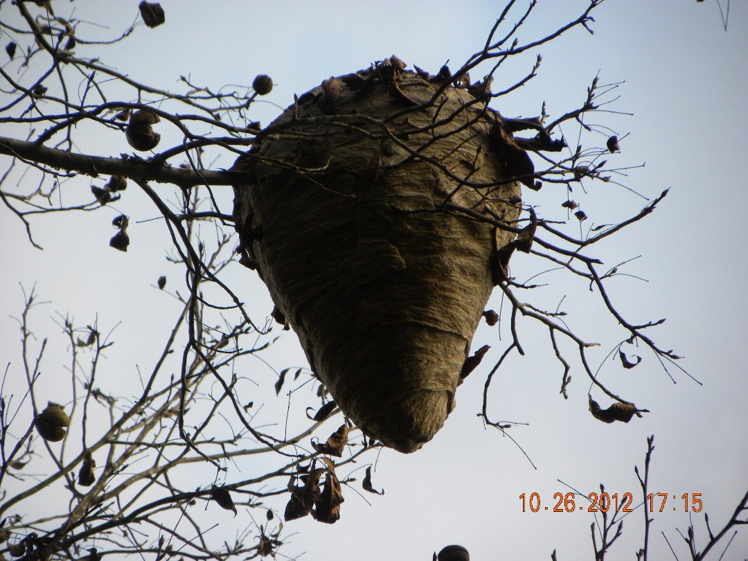 George Franklin's album, Hornets Nest
