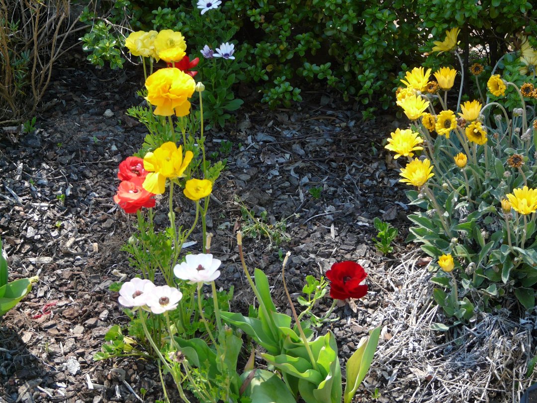 Lynn Mills' album, Garden Pics