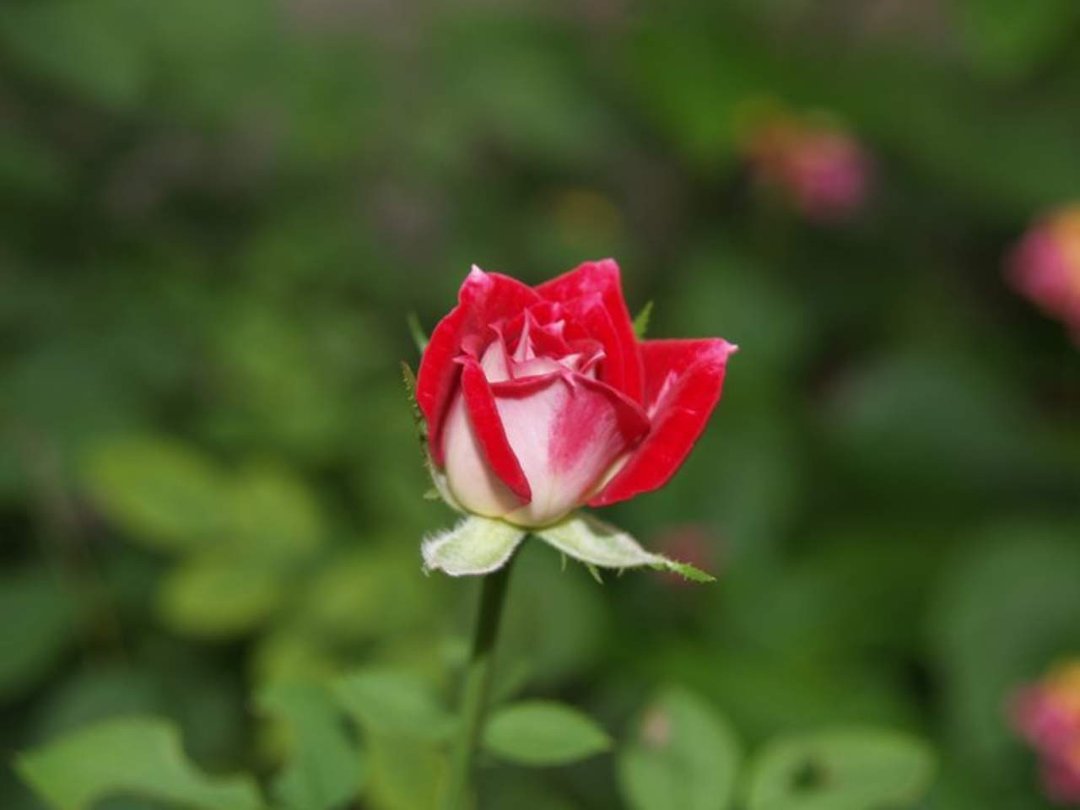 Tex Hayes' album, Roses and such
