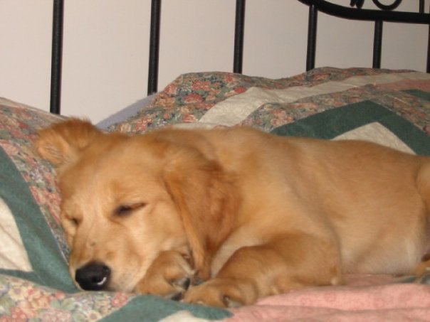 Robyn Lane's album, My dogs