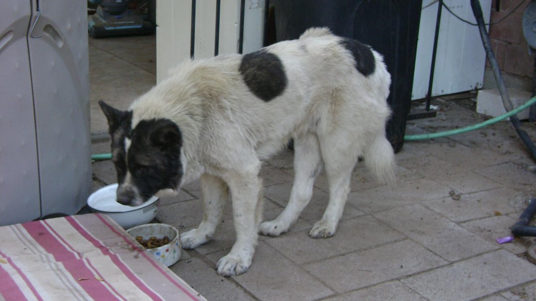 Todd Born's album, Kuma June 2011