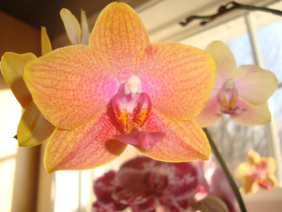 Marshall Chase's album, Cheryl's Kitchen Window Orchids