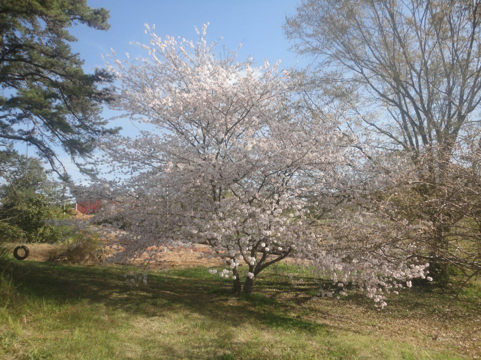 John Sutton's album, persimmon tree