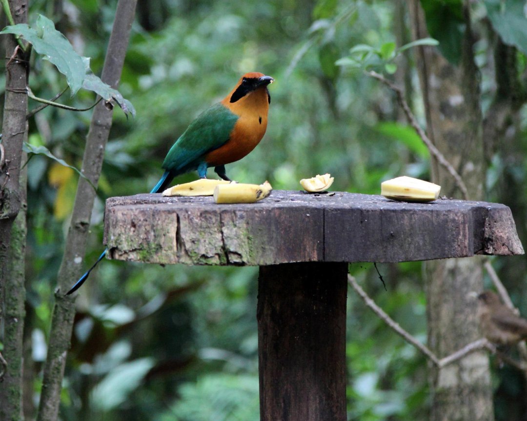 Mark Gorin's album, Bird we saw