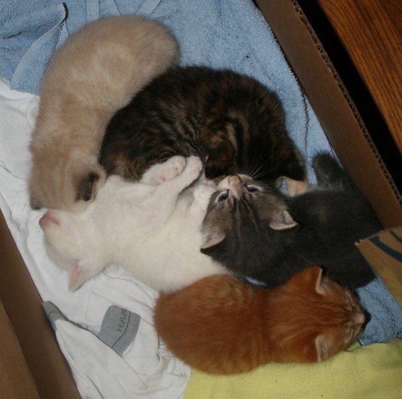 Anthony Willott's album, Kittens
