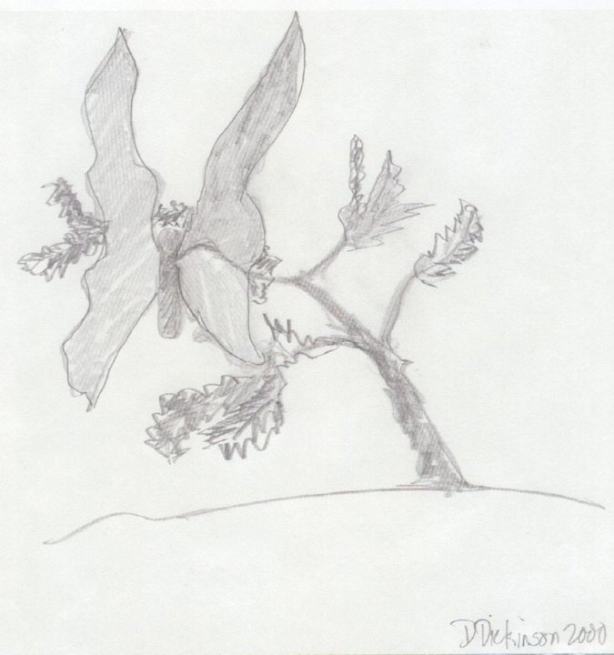 Daniel Dickinson's album, Artwork