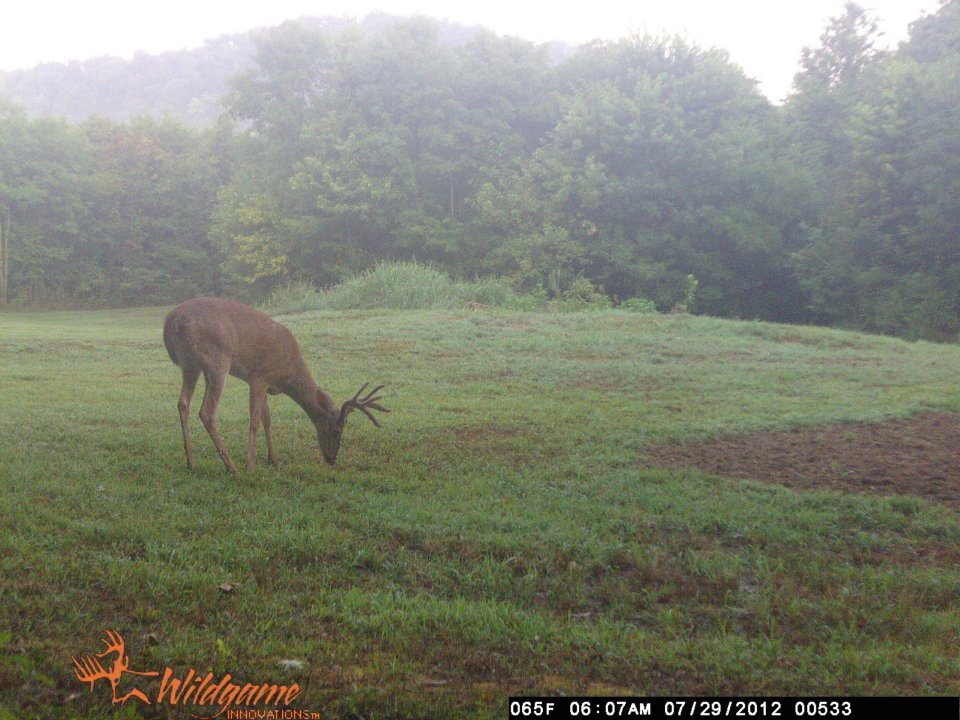 Todd Brouillard's album, Deer Camera