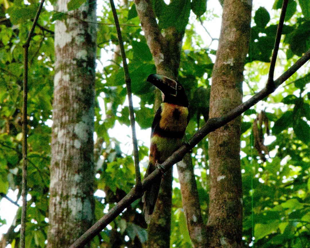 Mark Gorin's album, Bird we saw
