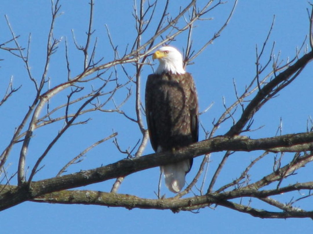 Joan Rainwater's album, The Bald Eagles of NW Arkansas