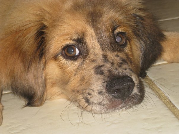 Dan Ochman's album, Rupert