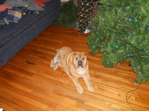 Dixie Dereus' album, Thanksgiving weekend 2009
