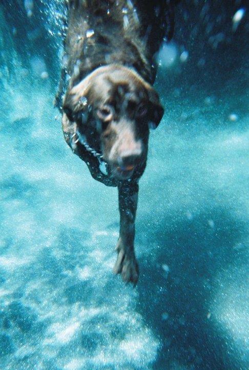 Rodger Darnall's album, Coco and Gavin