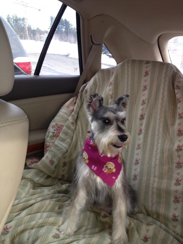 Barbara C. Alpine's album, Mobile Uploads