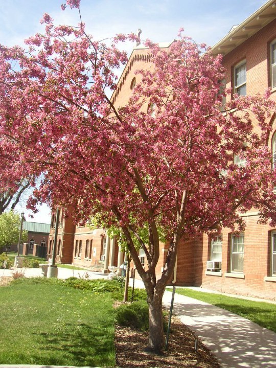 Amy Willcott's album, MSV in Spring