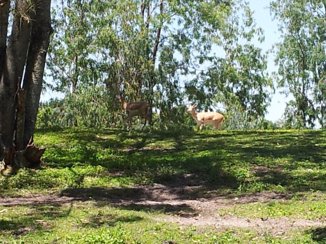Russel Bauer's album, Animal kingdom 2012