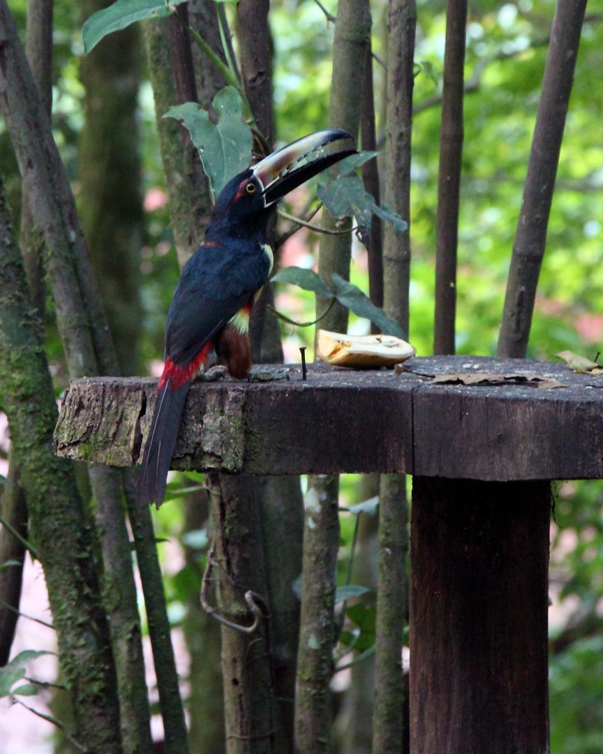 Mark Gorin's album, Bird we saw