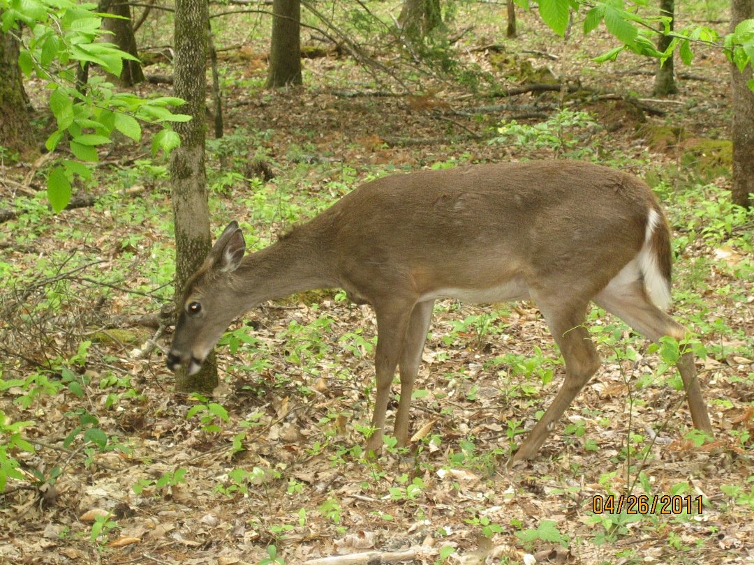 Susan Davis' album, Easter Break 2011