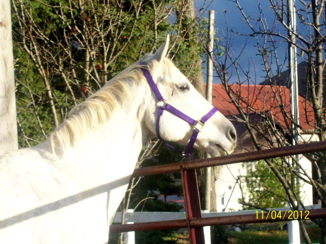 Lynne Edwards' album, Cover Photos