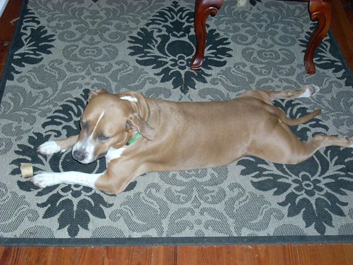 Jason Bauer's album, Holly puppy