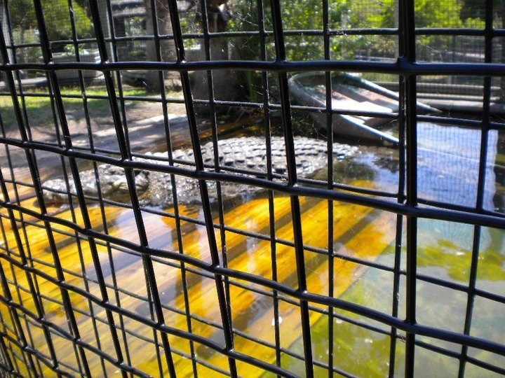 Crystal Hester's album, Alligator Adventure with Danny 2010