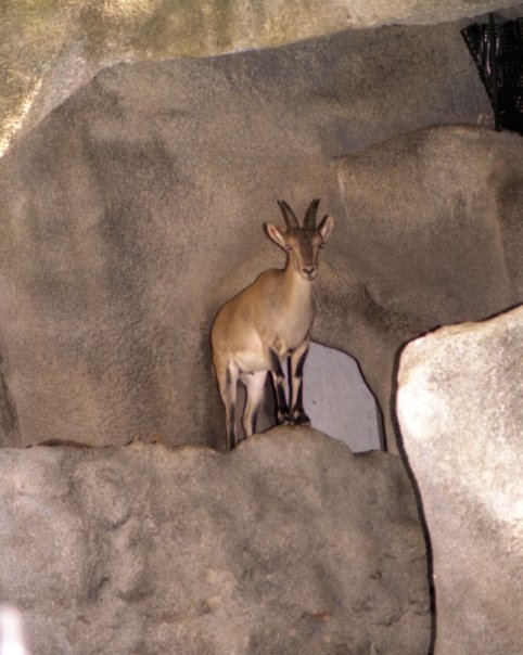 John James' album, Zoo Diego