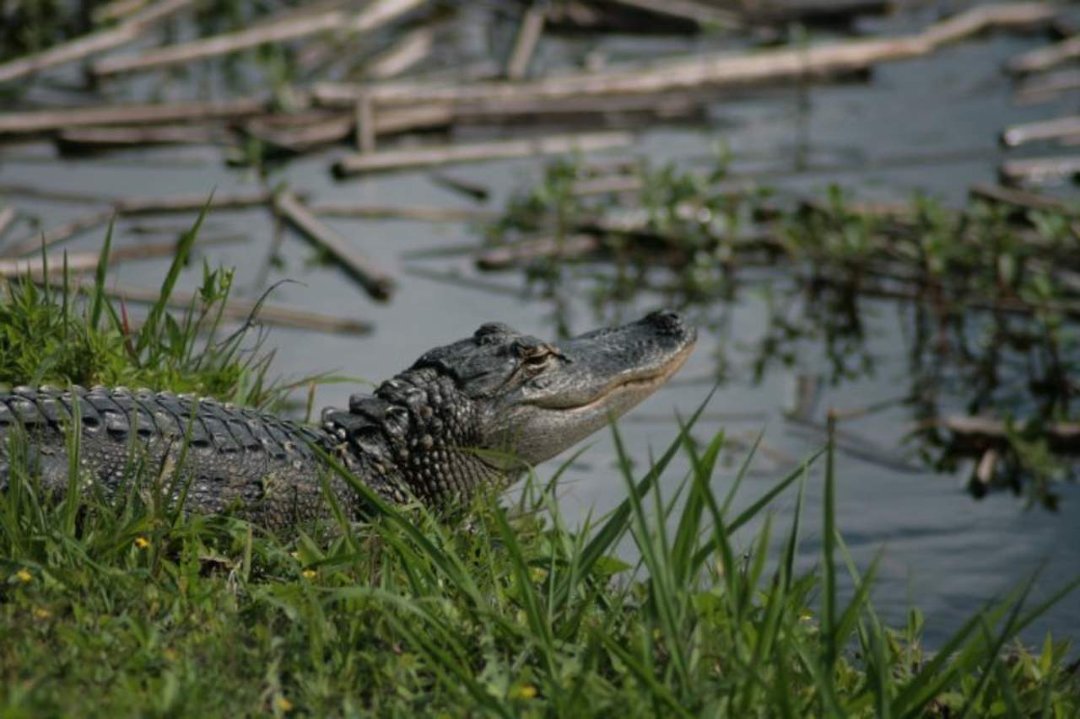 Patsy Crews' album, Viera Wetlands