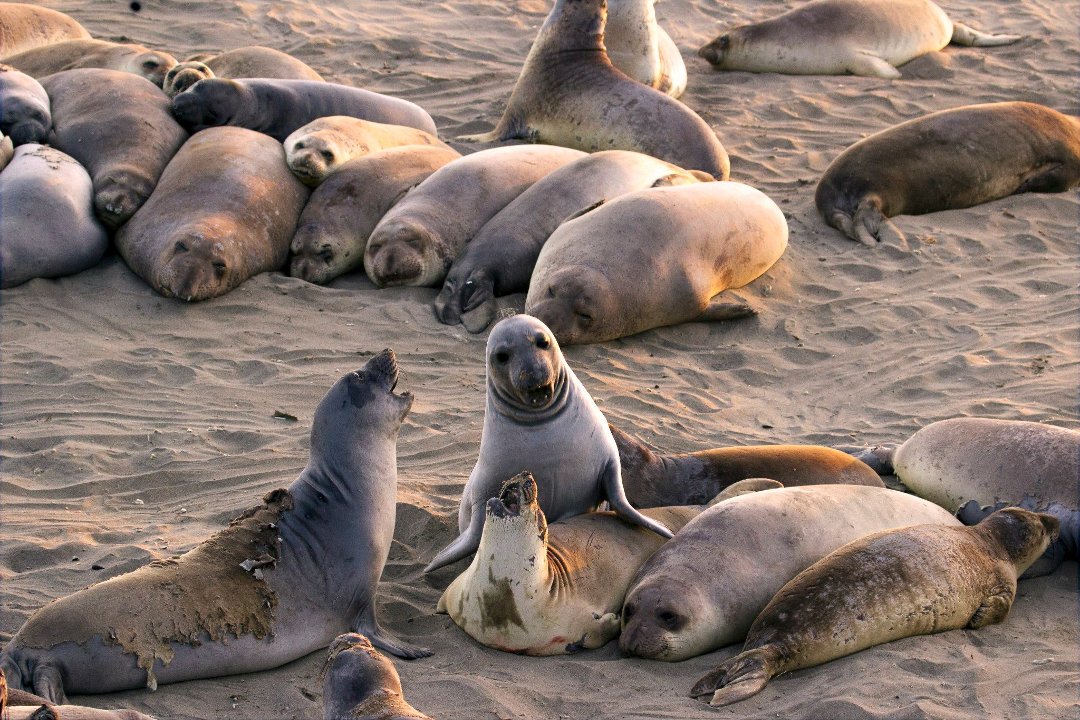 Kit Mulligan's album, Elephant Seals at San Simeon 04.20.13