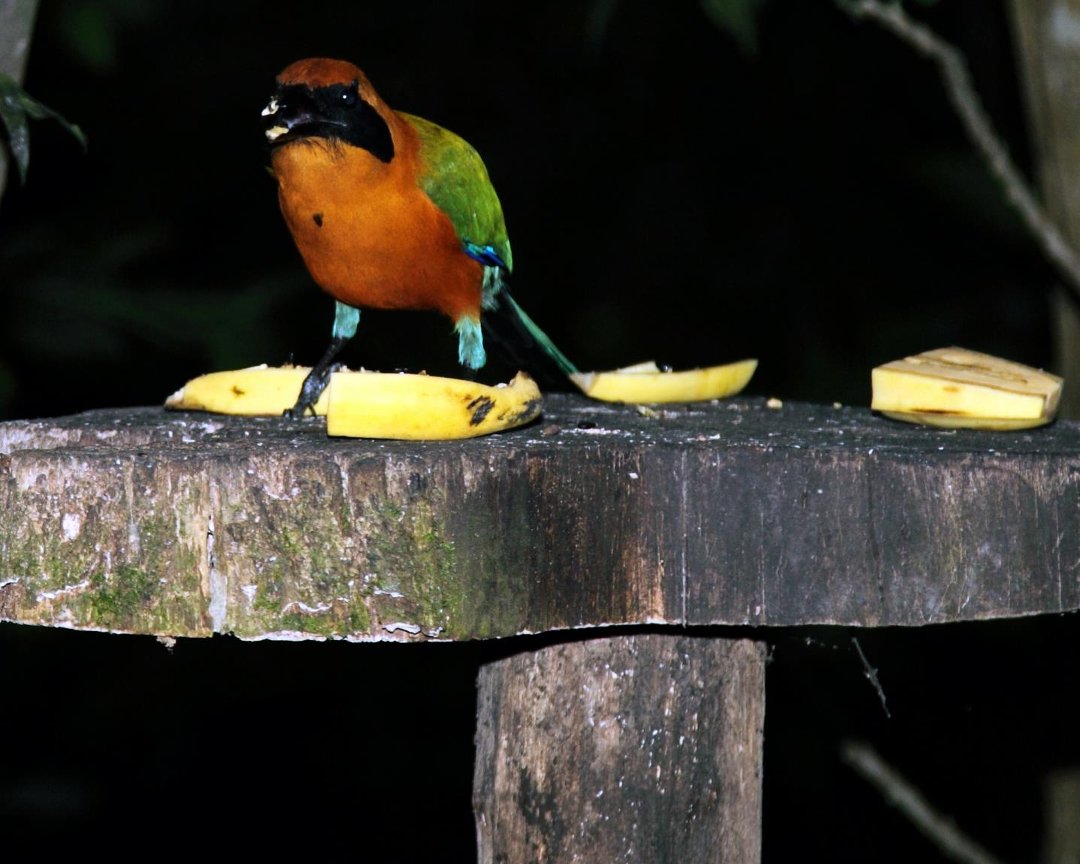 Mark Gorin's album, Bird we saw