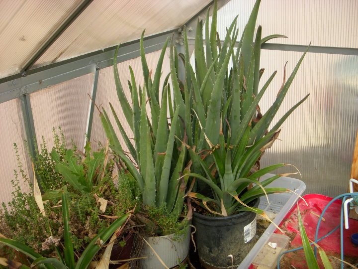 David Elison's album, Green House