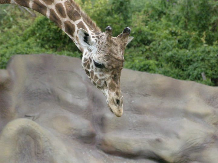 Anthony Carmichael's album, Detroit Zoo