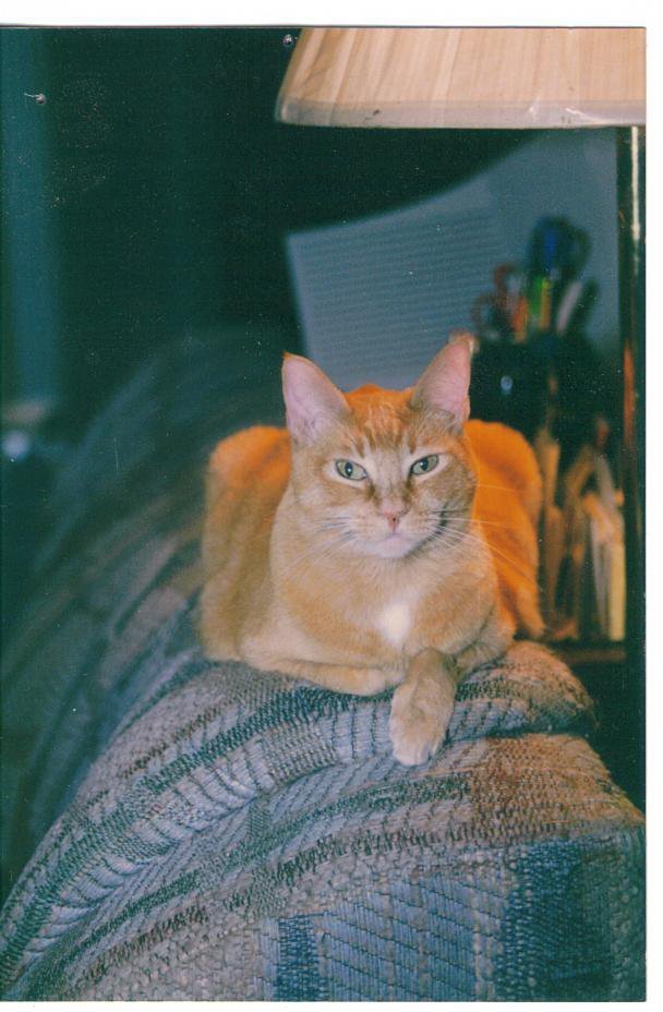 Robert Miller's album, Profile Pictures