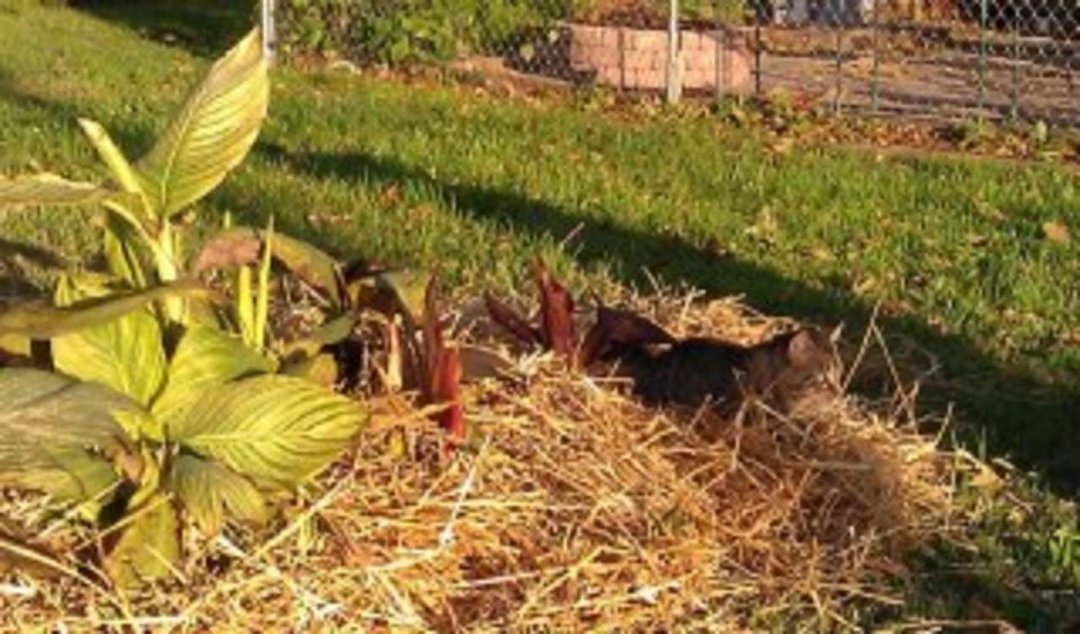 Lori Smith's album, Yay, Autumn Yard Display!